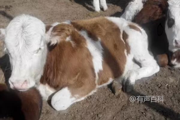 为什么新生牛犊无法站立