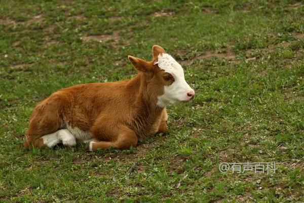 为什么新生牛犊无法站立