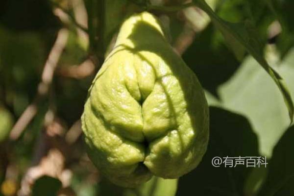 佛手瓜种植技术及管理方法，穴播和移栽播种方式介绍