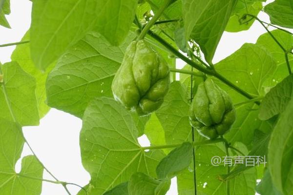 佛手瓜种植技术及管理方法，穴播和移栽播种方式介绍