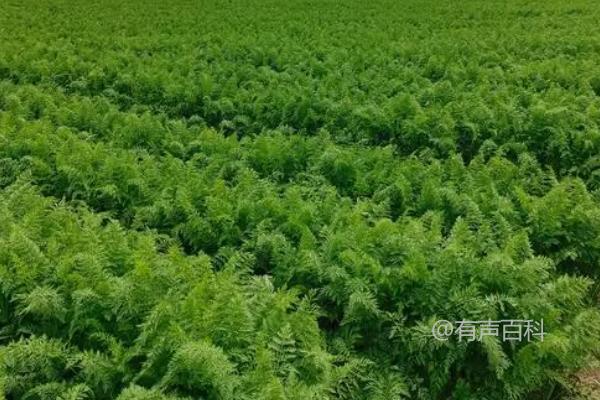 种植胡萝卜的方法及撒播后覆盖土壤管理