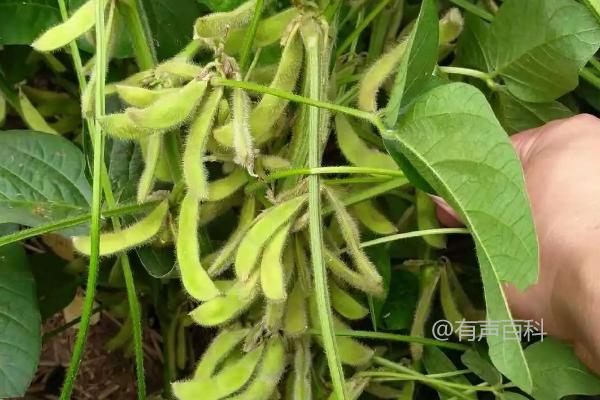 吉育3102大豆种子特性及8月中旬大豆食心虫防治措施