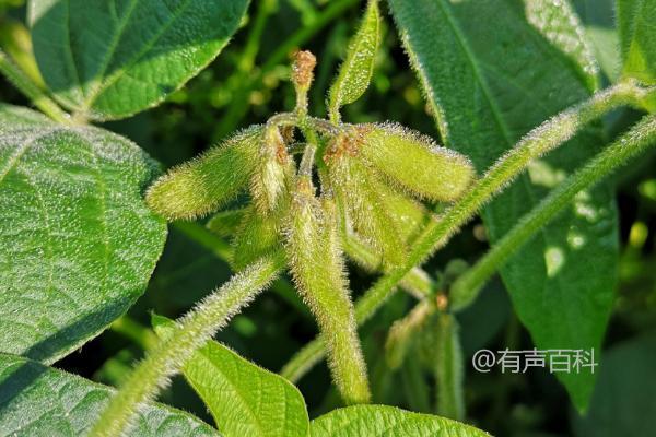 吉育3102大豆种子特性及8月中旬大豆食心虫防治措施