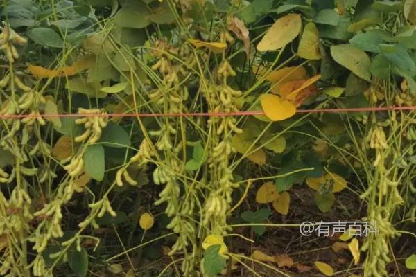 吉育3102大豆种子特性及8月中旬大豆食心虫防治措施