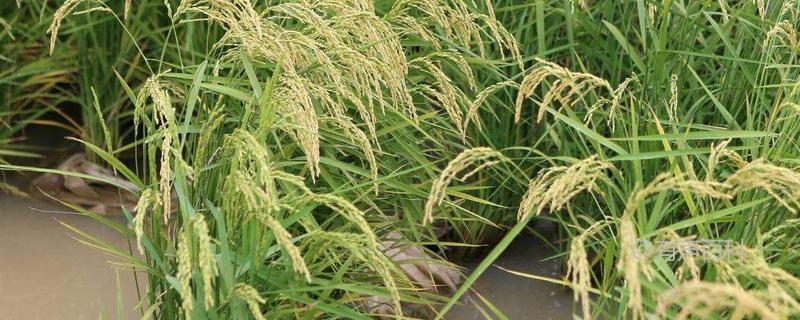 花优970水稻种子特性及综合病虫害防治