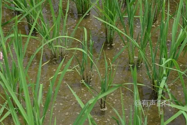 花优970水稻种子特性及综合病虫害防治