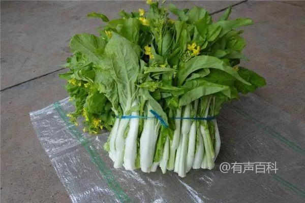 油菜苔和白菜苔有什么不同？