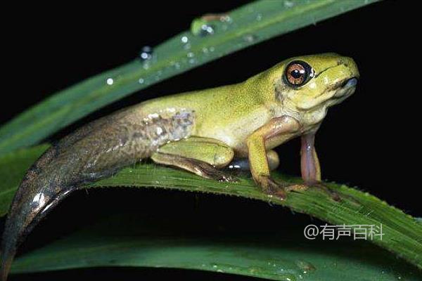 蝌蚪的饲养与生长：饲养方法和饲料选择