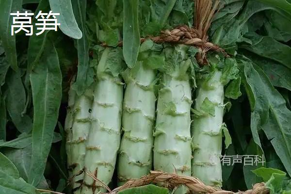 贡菜和莴笋有什么区别？