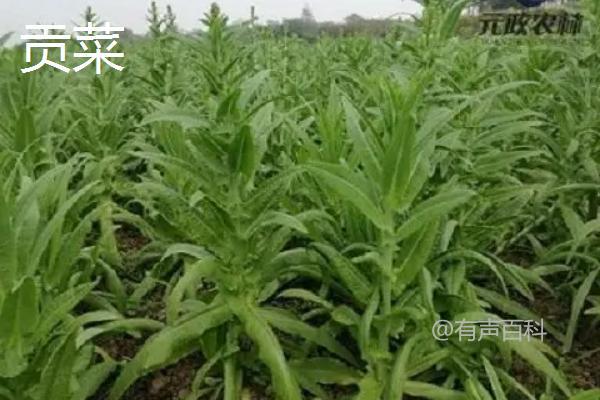 贡菜和莴笋有什么区别？