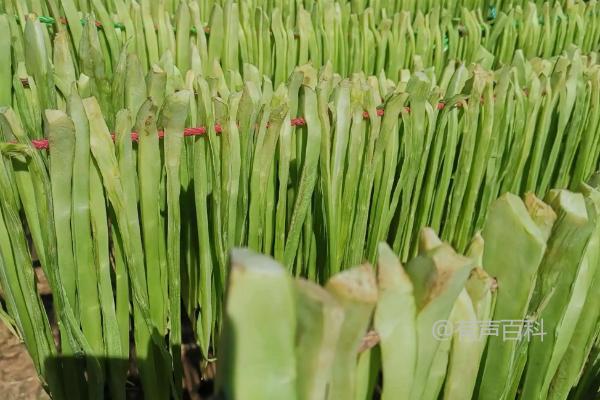 贡菜和莴笋有什么区别？