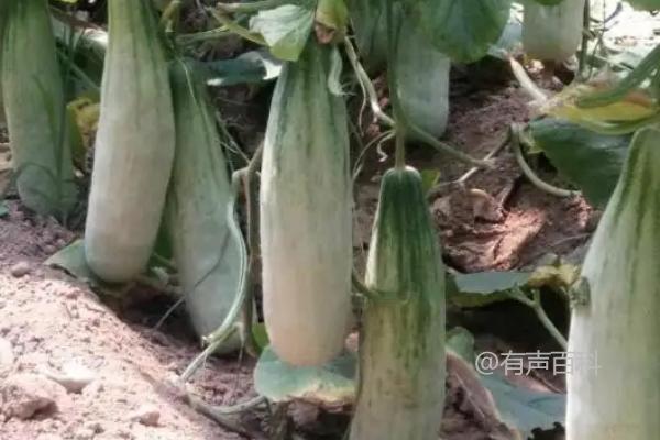 根据百度SEO规范，建议将文章标题修改为：六月是否适合种植羊角蜜甜瓜？