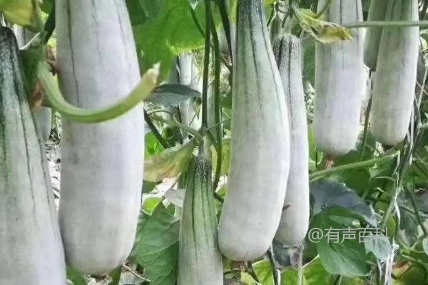 根据百度SEO规范，建议将文章标题修改为：六月是否适合种植羊角蜜甜瓜？