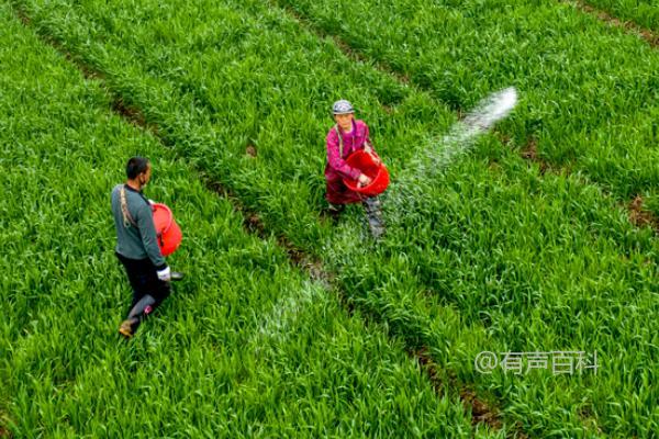 优化作物施肥效率的关键因素：温度、光照和水分