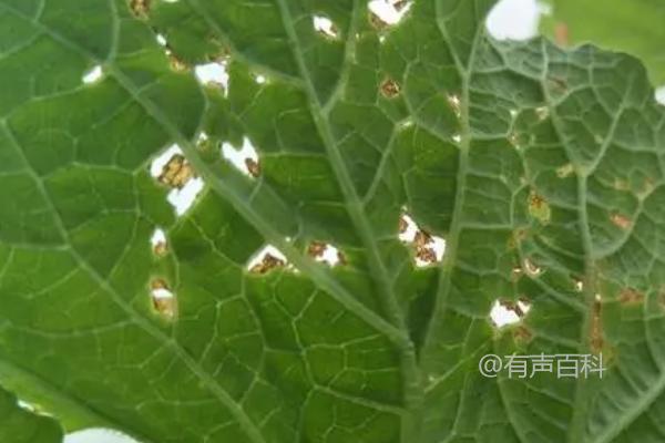 哈密瓜细菌性角斑病的症状及叶背溢出乳白色菌液情况分析