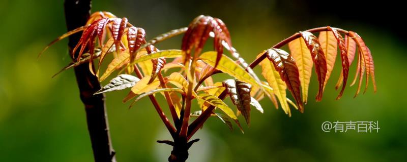 香椿种植前景如何？价格展望