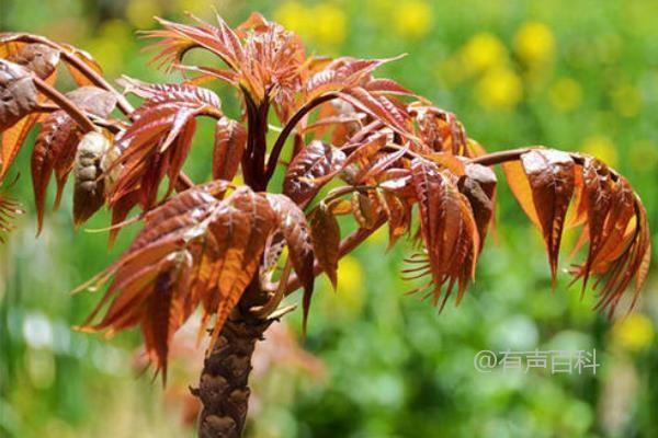 香椿种植前景如何？价格展望