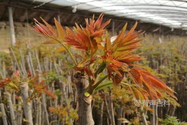 香椿种植前景如何？价格展望