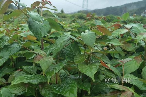 钩藤种植技术及前景，附详细种植指南