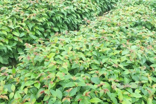 钩藤种植技术及前景，附详细种植指南