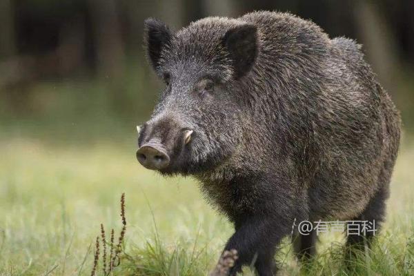 野猪饲养条件及养殖优势详解