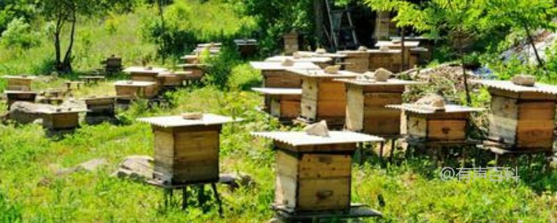 蜜蜂冬季养殖技术，各种越冬措施全面解读