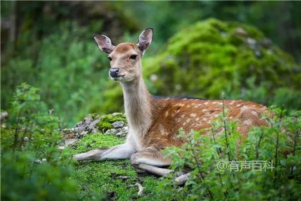 梅花鹿养殖技术要点及场地要求