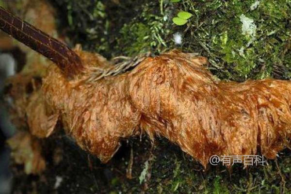 骨碎补种植方法，如何正确浇水保持湿度