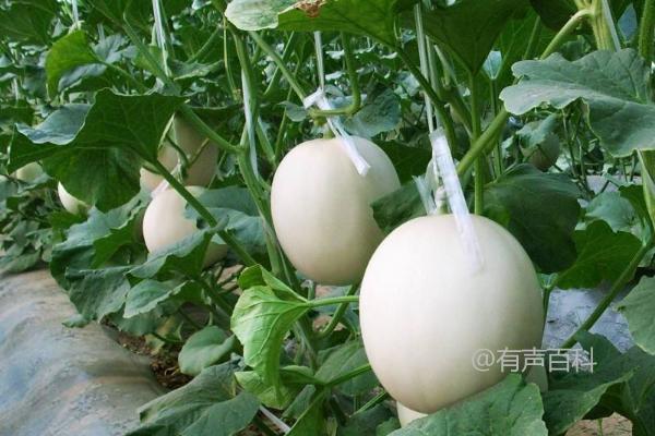 种植甜瓜大棚的技术：选择早熟、中熟优质品种为主