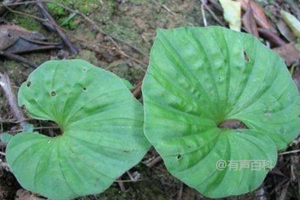 如何种植青天葵？适合在富含腐殖质的红壤土栽培