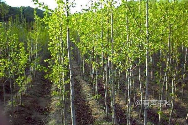 银杏树种植技术及种植时间选择