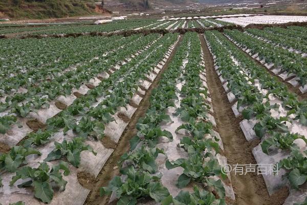 【实用技巧】花菜种植：浇水、施肥与病害防治攻略