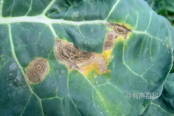 【实用技巧】花菜种植：浇水、施肥与病害防治攻略