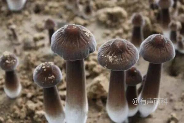 长根菇的采收方法及标准