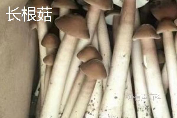 长根菇的采收方法及标准