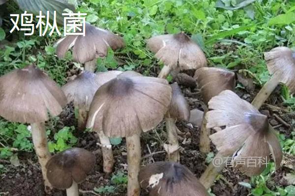 长根菇的采收方法及标准