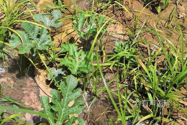 西瓜田除草有哪些药物可以使用？除草需注意的事项