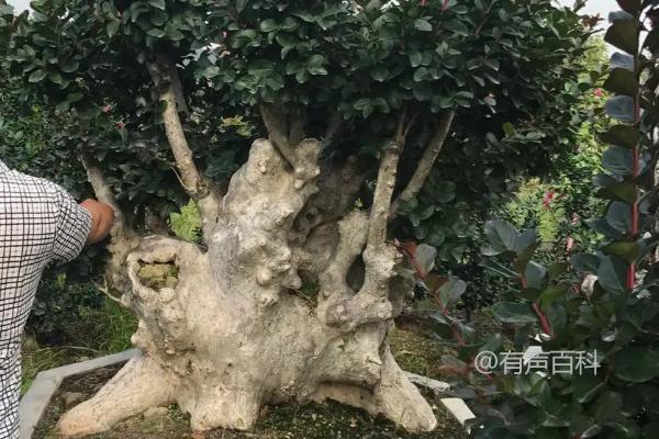 种植盆景的8个注意事项，盆栽长势决定换盆年限