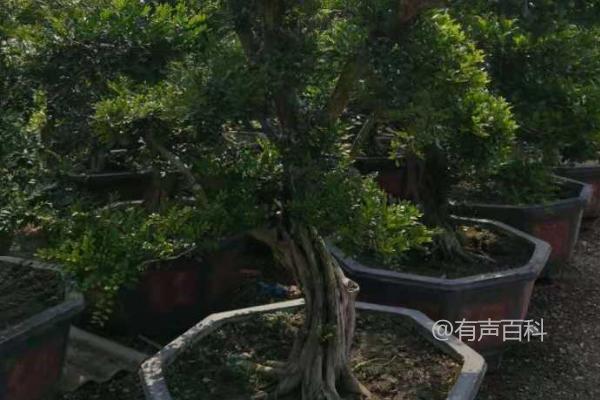 种植盆景的8个注意事项，盆栽长势决定换盆年限