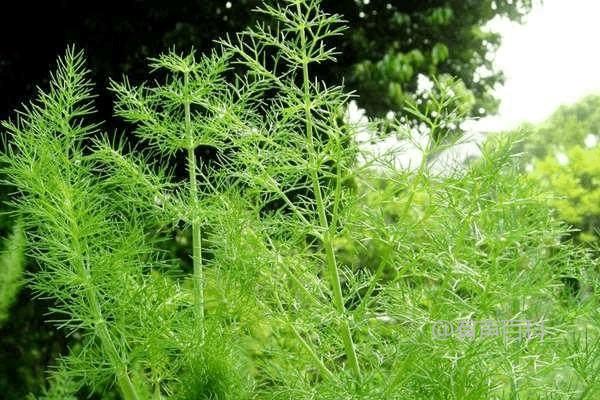 种植茴香的第一步：如何选择适合的茴香种子