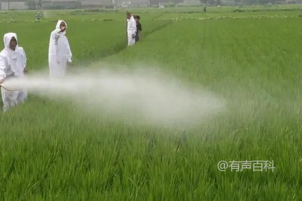 盖草和精喹禾灵的区别详解