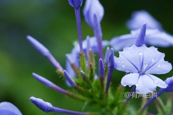 家中种植蓝雪花花卉可能带来不吉利的影响