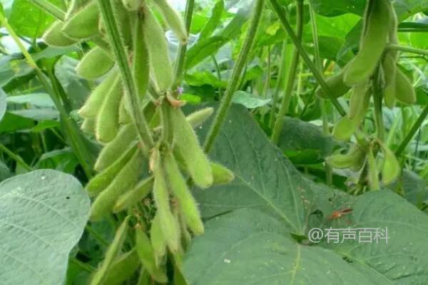 "华豆31大豆种子特点及普通夏大豆品种介绍"