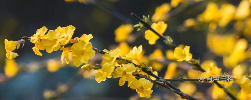 ### 迎春花特点及花期繁殖方法详解

迎春花，又