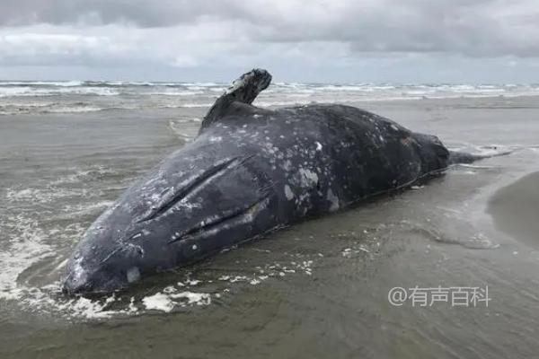 鲸鱼搁浅的原因及容易迷失方向导致的问题