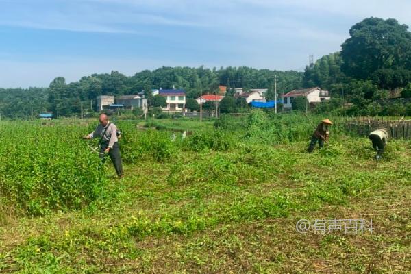 薄荷种植与采摘技巧，优质薄荷种株根茎挖掘方法分享