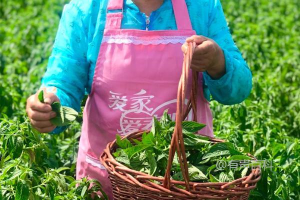 薄荷种植与采摘技巧，优质薄荷种株根茎挖掘方法分享