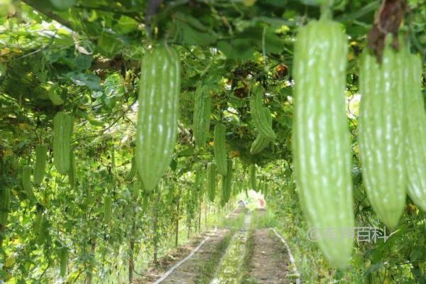 冬季是否适合种植苦瓜？冬季温室种植技巧分享