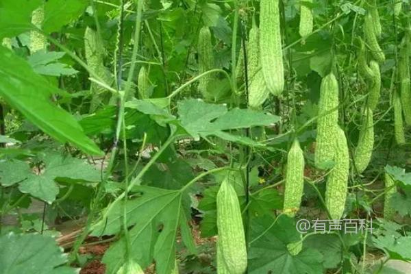 冬季是否适合种植苦瓜？冬季温室种植技巧分享