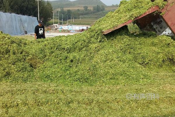 玉米青贮是什么？玉米杆制成饲料的方法